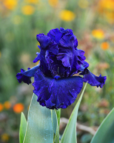 kruid-iris-banner-small-image-blue-flower-1